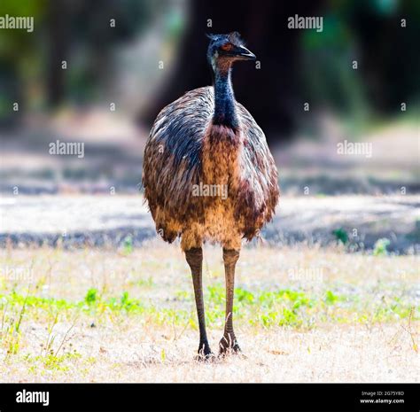 emu australia stockists